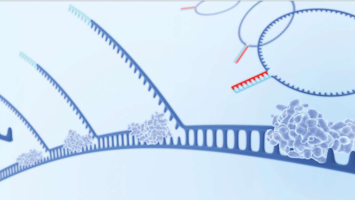 Whole Genome Amplification